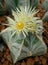 Cactus, Astrophytum asterias