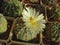 Cactus Astrophytum asterias with pale yellow flowers