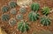 Cactus, Astrophytum capricorne