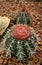 Cactus, Astrophytum capricorne