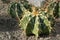 Cactus, astrophytum ornatum britton
