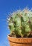 Cactus Astrophytum on sky background