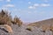 Cactus Atacama desert plants detail flora colorfull chile