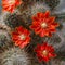 Cactus Aylostera.
