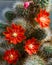 Cactus Aylostera with red flowers.