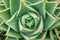 Cactus, background picture, succulent,plant, desert