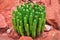 Cactus on background of red stones