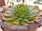 Cactus background repeated pattern wooden table