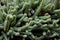 Cactus background stock images