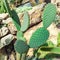 Cactus on the background of stones. Cactus Plant Opuntia Microdasys rufida.