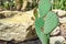 Cactus on the background of stones. Cactus Plant Opuntia Microdasys rufida.