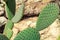Cactus on the background of stones. Cactus Plant Opuntia Microdasys rufida.
