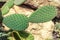 Cactus on the background of stones. Cactus Plant Opuntia Microdasys rufida.