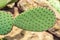 Cactus on the background of stones. Cactus Plant Opuntia Microdasys rufida.