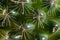 Cactus, background with the texture of a prickly plant.