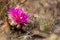 Cactus of the Badlands of Dinosaur Provinicial Park Canada