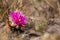 Cactus of the Badlands of Dinosaur Provinicial Park Canada