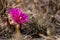 Cactus of the Badlands of Dinosaur Provinicial Park Canada