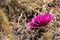 Cactus of the Badlands of Dinosaur Provinicial Park Canada