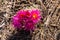 Cactus of the Badlands of Dinosaur Provinicial Park Canada