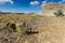 Cactus of the Badlands of Dinosaur Provinicial Park Canada