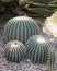 Cactus ball with stones
