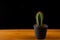 cactus on bamboo table with black background