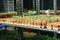 Cactus and Barbary fig, cactus pear, flower plants in a nursery