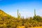 Cactus At Base Of Arizona Desert Hillside