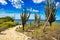 cactus on the beach of a Caribbean island Bonaire, Antilles, Netherlands