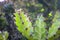 Cactus in the beautiful desert