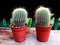 Cactus in black plastic flowerpot on blur grunge wood table, dessert plant, decorative plant, text copy space, small size decorati