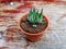 Cactus in black plastic flowerpot on blur grunge wood table, dessert plant, decorative plant, text copy space, small size decorati