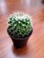 Cactus in black plastic flowerpot on blur grunge wood table, dessert plant, decorative plant, text copy space, small size decorati