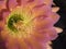 Cactus bloom closeup