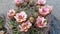 Cactus in bloom, delicate pink flowers and buds among the large arched thorns of the cactus