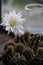 Cactus in bloom and glass of wine