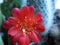 Cactus bloomed big beautiful red flower
