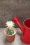 Cactus with blooming flower and red watering can