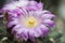 Cactus blooming focus on pollen.