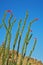 Cactus - Blooming Ocotillo