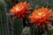 Cactus blooming with orange flowers