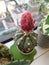 Cactus blooming pink color flower on work table for fresh relaxing to eyes.