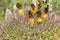 Cactus blooms