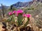 Cactus Blooms in Red Rock National Park