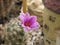 Cactus blossom