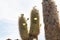 Cactus Blossom in Cactus Island in Uyuni, Bolivia
