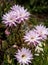 Cactus blossom on Kimolos island