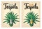 Cactus blue agave with glass tequila. Vintage vector engraving illustration for label, poster, web.