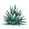 Cactus blue agave. Vector vintage hatching color illustration. Isolated on white